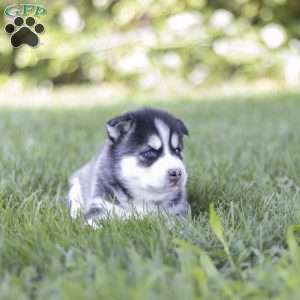 Siena, Siberian Husky Puppy